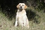 LABRADOR 753